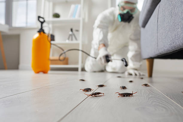 Trusted Termite Control service in Clyde Hill, WA - Nex Pest Control